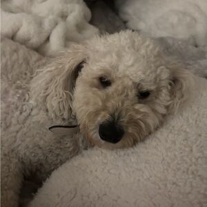 Meet your Posher, Tiana